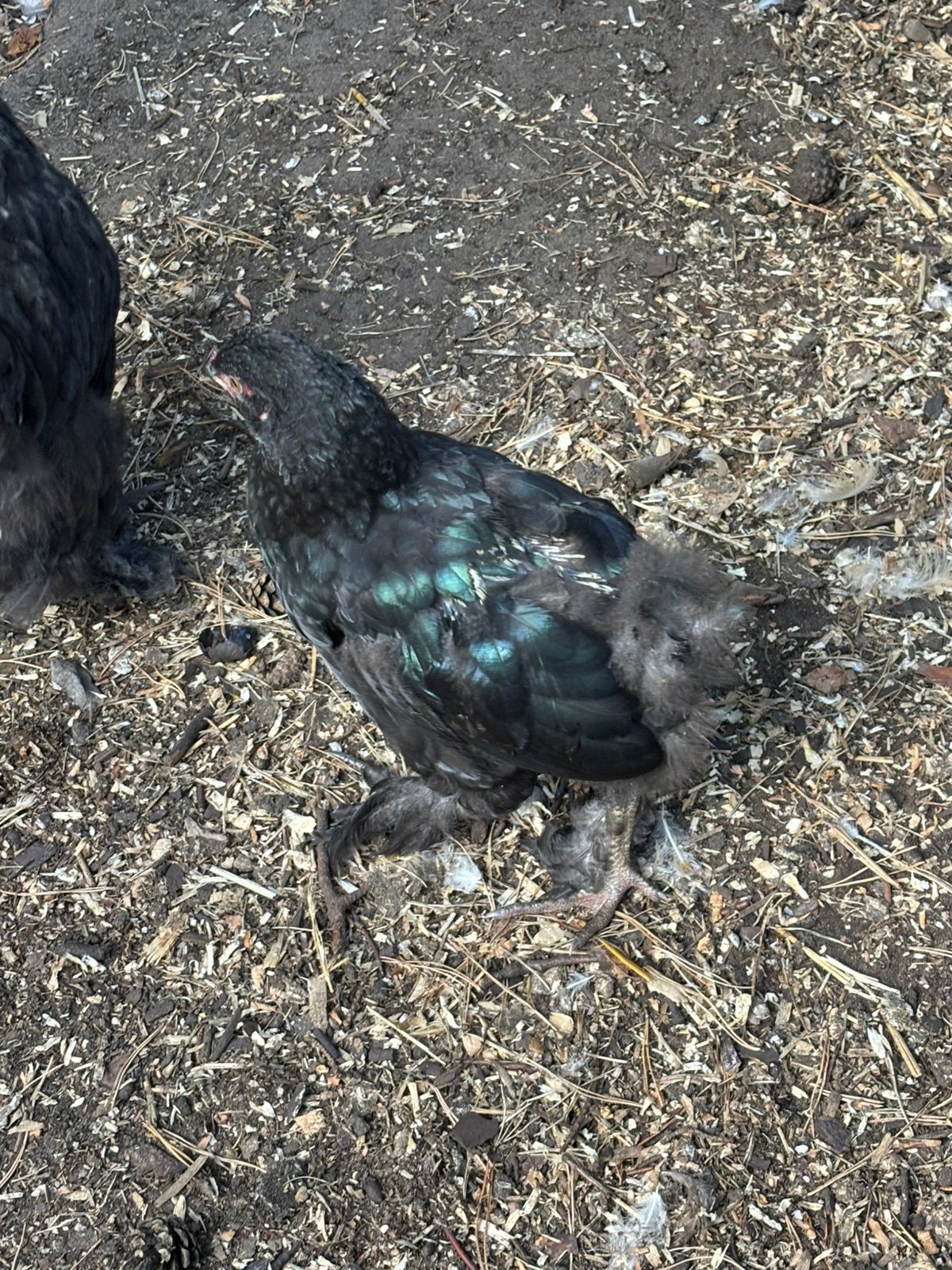 2 blauwe/ zwart brahma hanen groothoenders, Dieren en Toebehoren