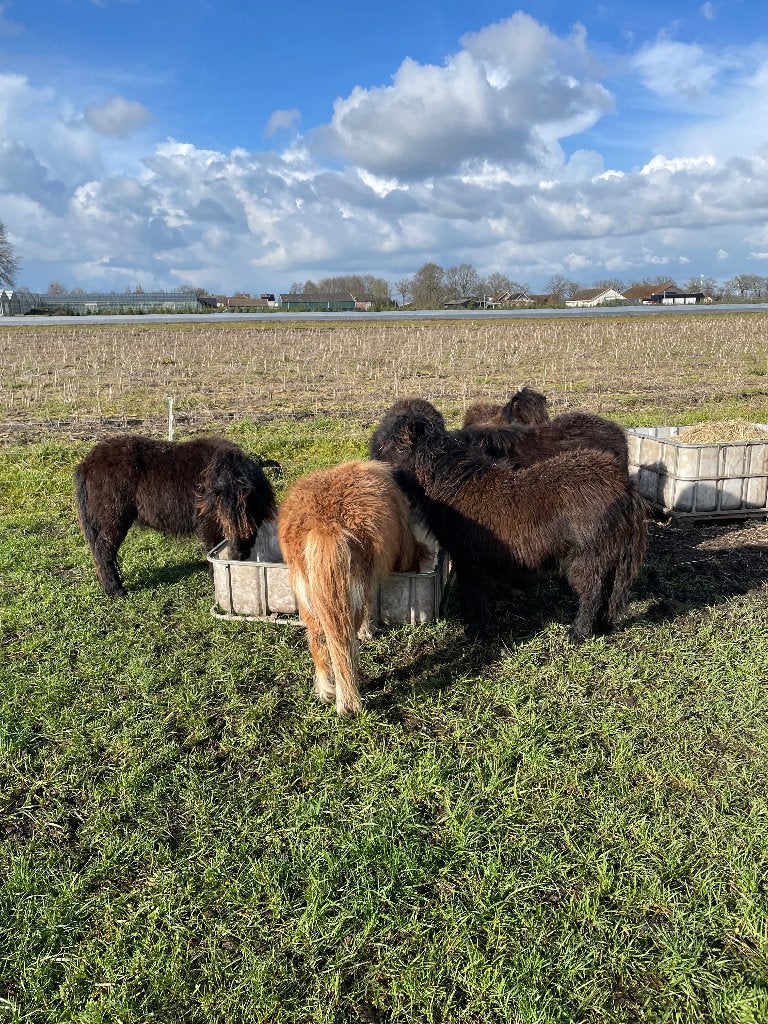 Shetlandpony’s, Merrie, Niet van toepassing, A pony (tot 1.17m), Met stamboom