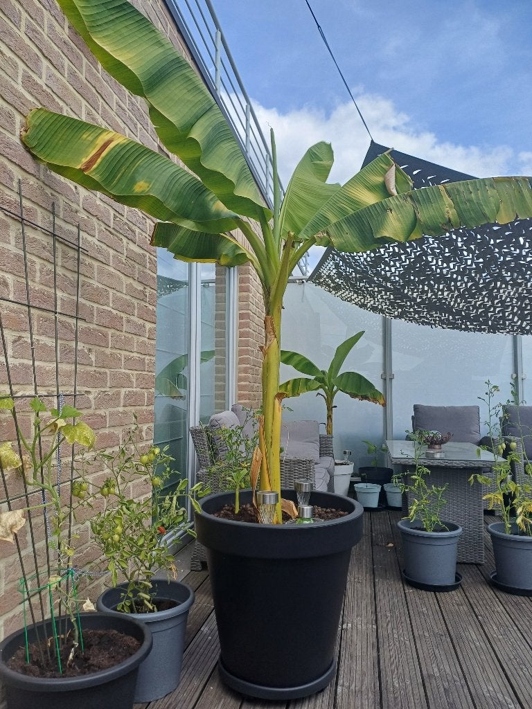 Grote bananenplant inclusief pot, Ophalen