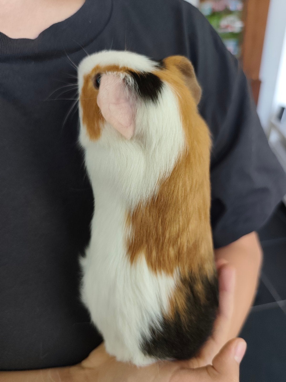 Cavia mannetje, Mai, Cobaye