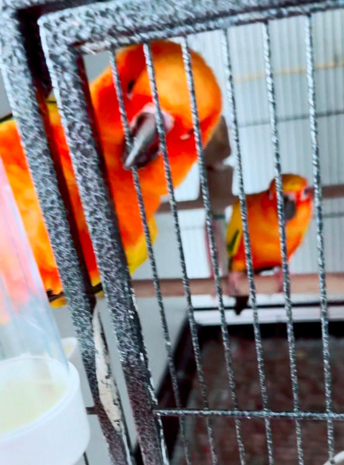 Een tam koppel Zonparkieten met drie eitjes, Meerdere dieren, Parkiet, Pratend