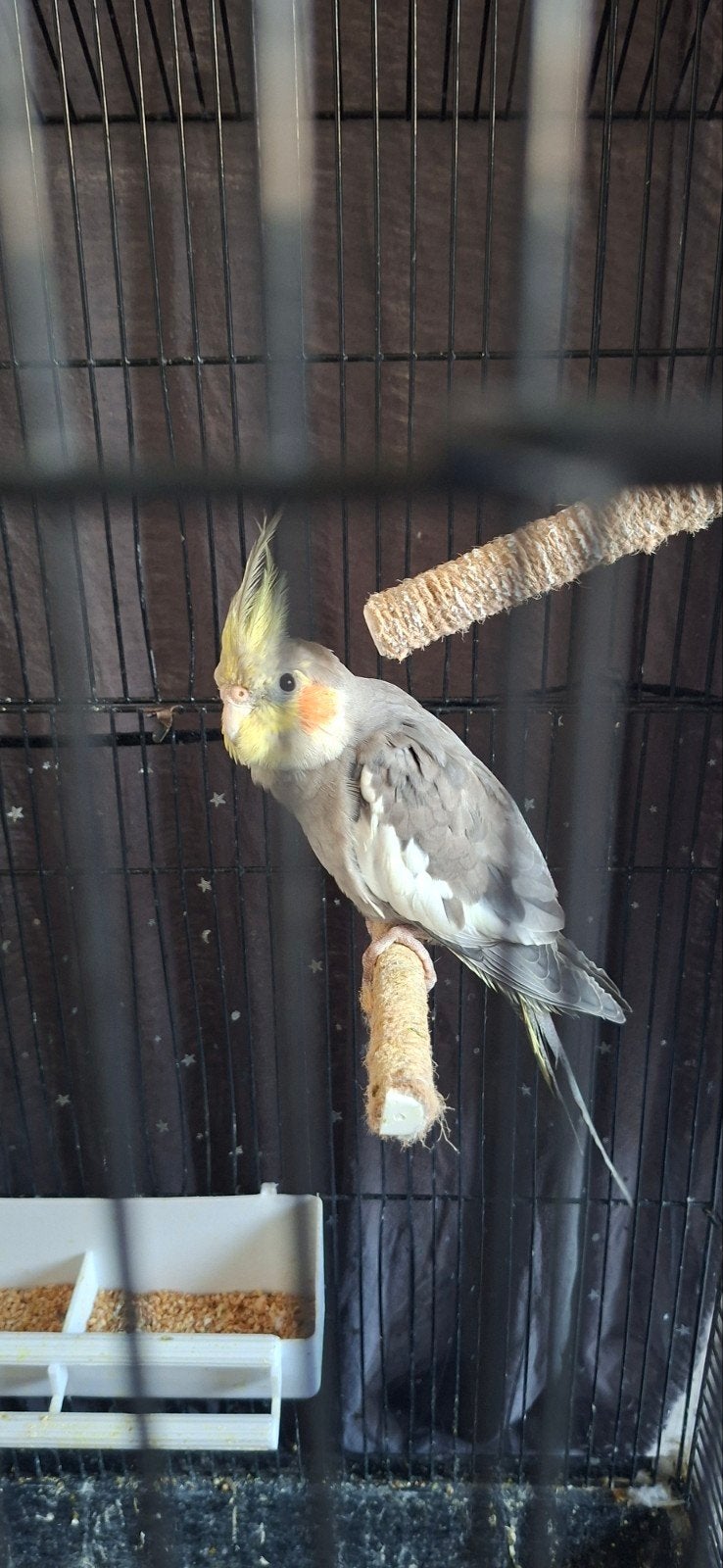 Tamme valparkieten met kooi, Dieren en Toebehoren, Vogels | Parkieten en Papegaaien