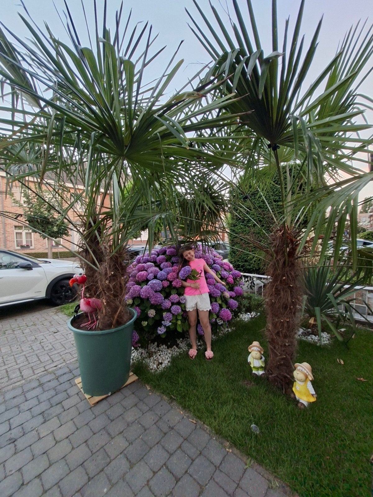 Winter dubbele Palmboom- Trachycarpus fortunei - Double Palm, Enlèvement ou Envoi, Hiver