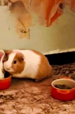 Cavia gratis (gereserveerd), Dieren en Toebehoren, Knaagdieren, Augustus, Mannelijk, Cavia