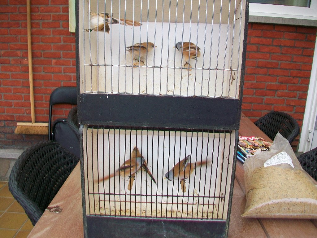 3 stuks baardmannetjes, Dieren en Toebehoren, Meerdere dieren, Wildzangvogel, Geringd