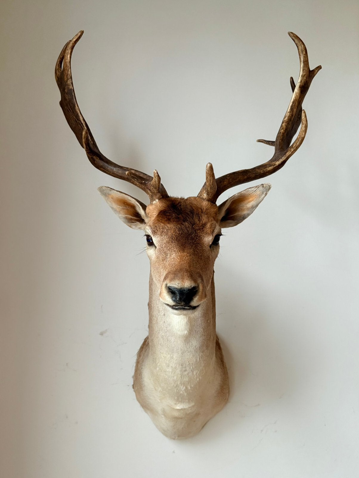 Taxidermie / tête de daim, Enlèvement, Comme neuf