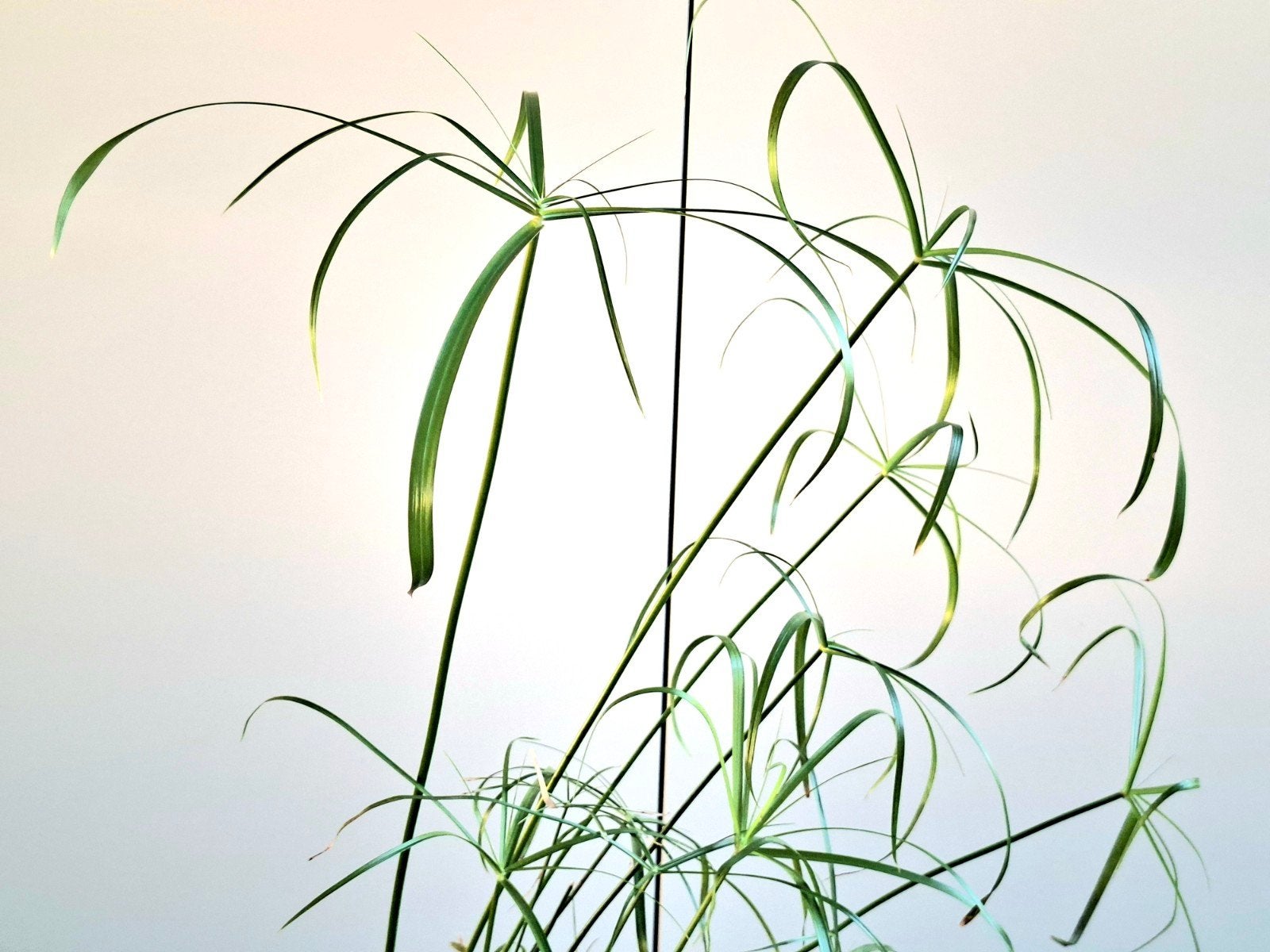 Papyrus stekje/cutting/coupe, Tuin en Terras, Planten | Tuinplanten, Vaste plant, Siergrassen, Volle zon, Bloeit niet, Ophalen