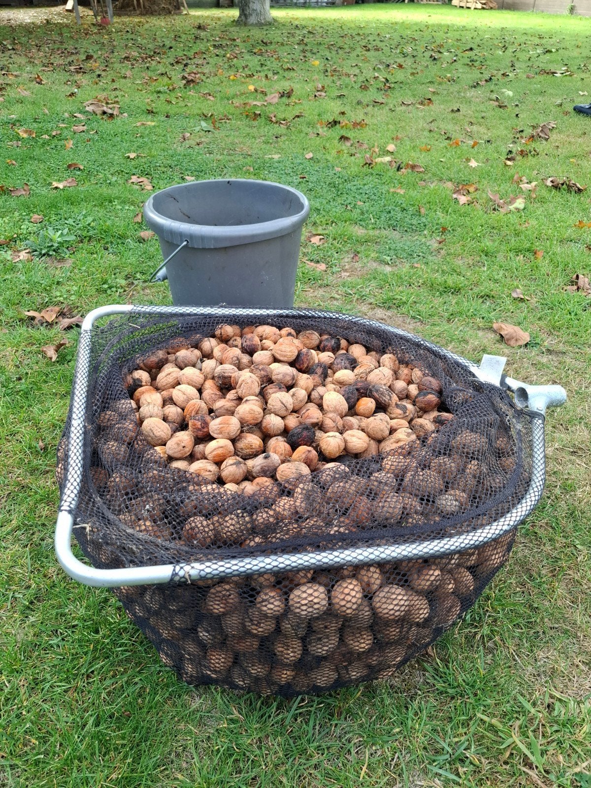 walnoten/okkernoten vaste prijs, Ophalen