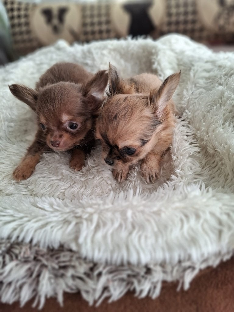 Chihuahua pups