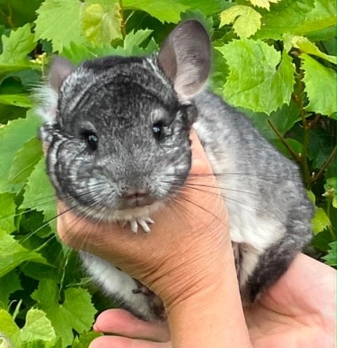 Mâle Standard RPAc poss BPc et Vc, Dieren en Toebehoren, Chinchilla, Augustus, Mannelijk, Tam