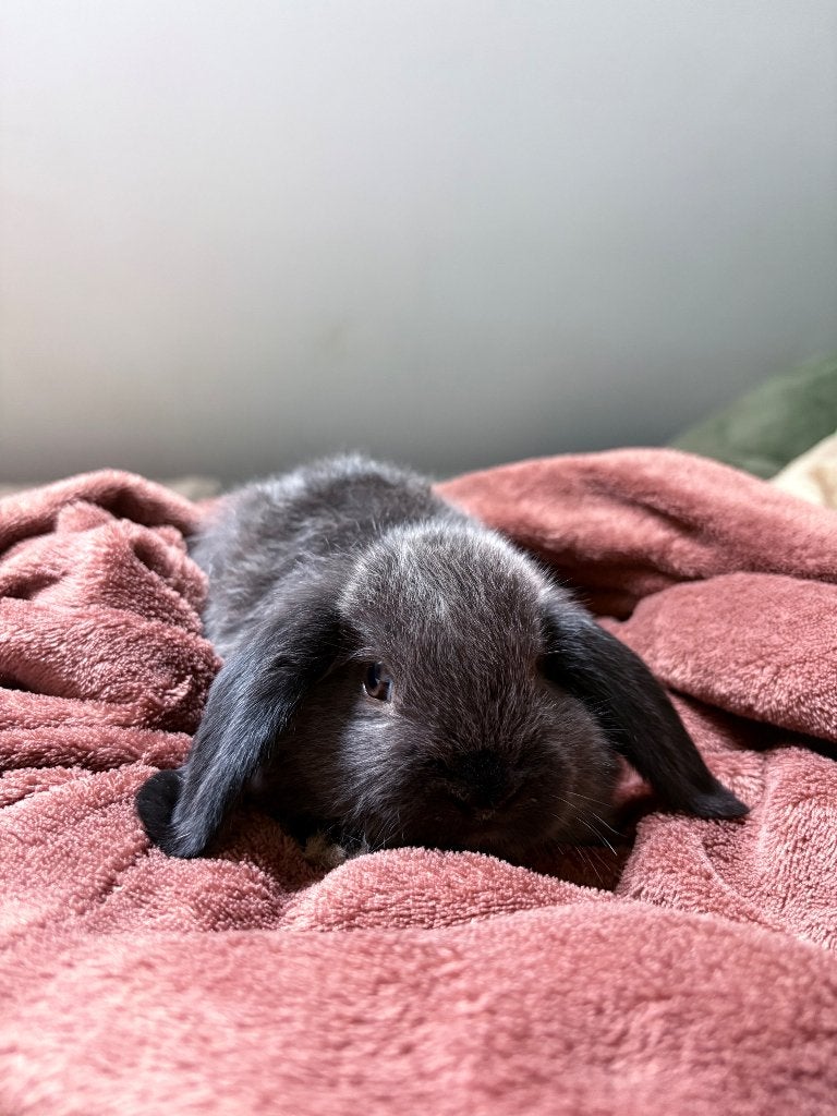 Lapin bélier nain, Dieren en Toebehoren, Konijnen, Meerdere dieren, Dwerg, Hangoor, 0 tot 2 jaar