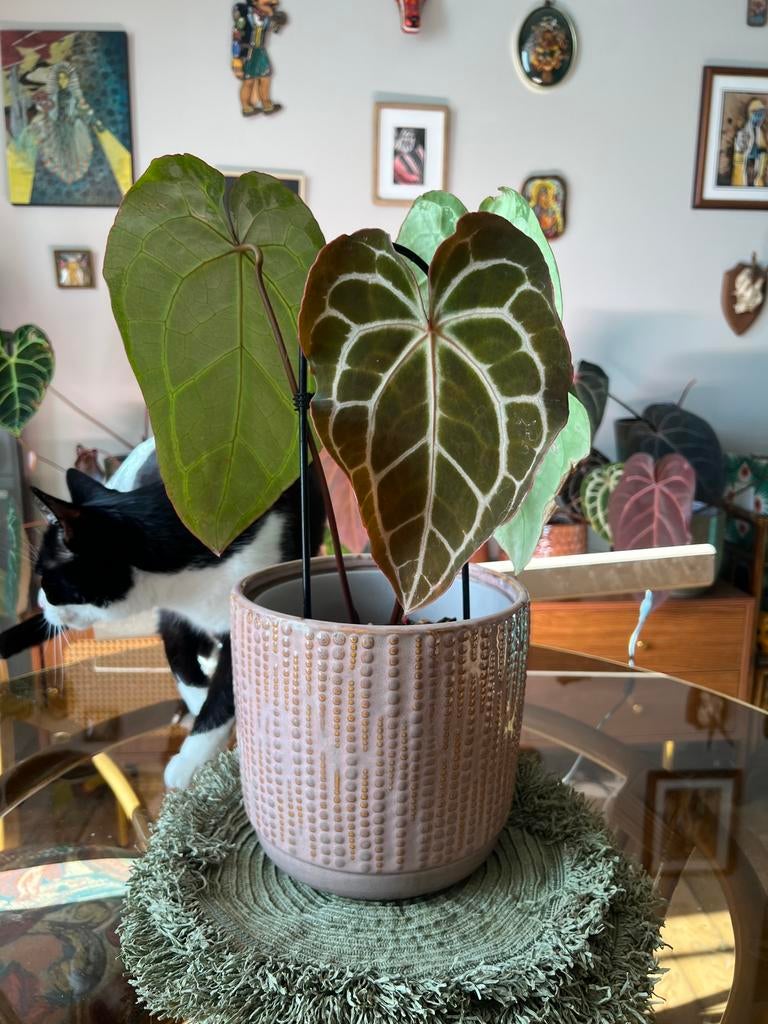 Anthurium, Huis en Inrichting, Kamerplanten, Ophalen