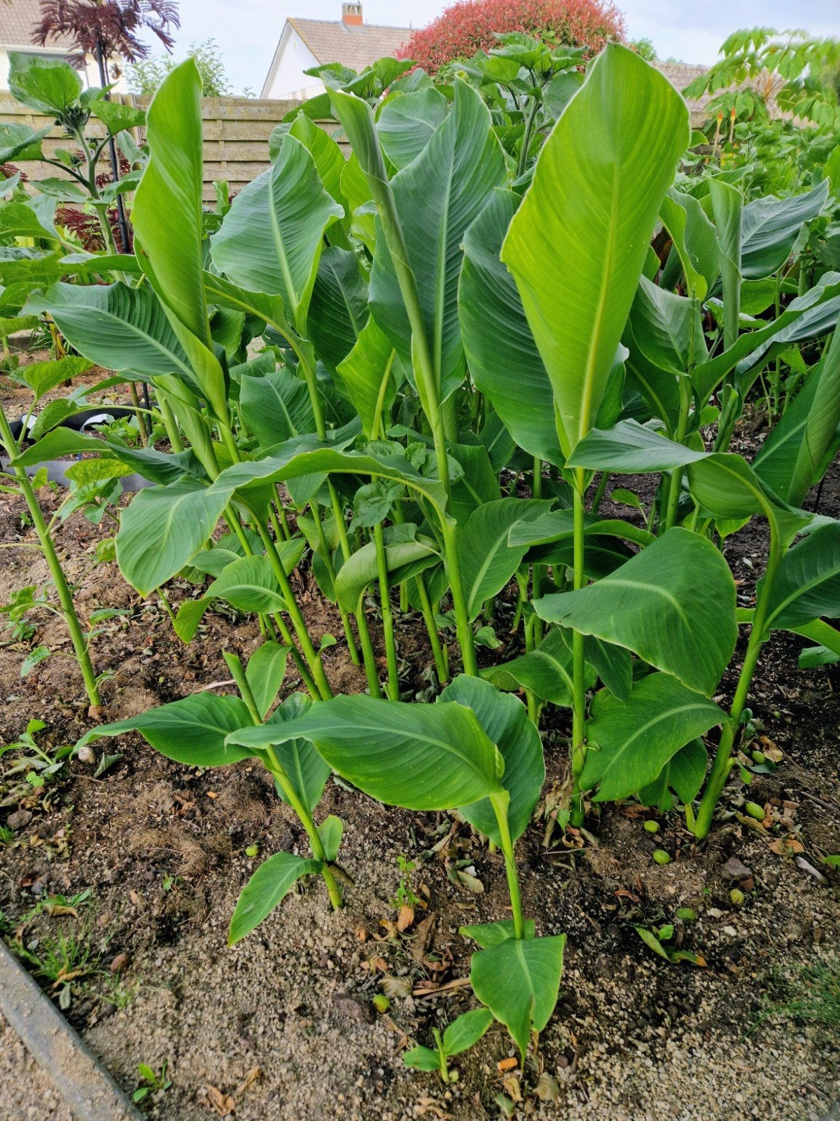 Canna Teurckheimii & Canna musafolia rubrum 3stuks 10€, Tuin en Terras, Volle zon, Vaste plant, Zomer, Ophalen