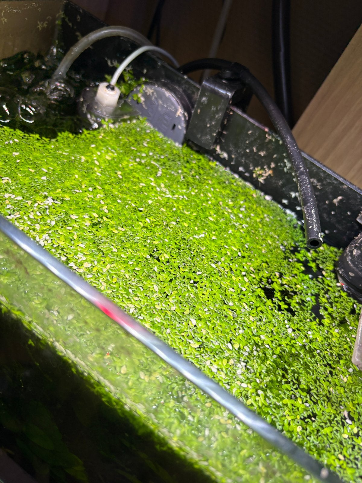 Drijfplatnen, Animaux & Accessoires, Poissons | Aquariums & Accessoires, Enlèvement
