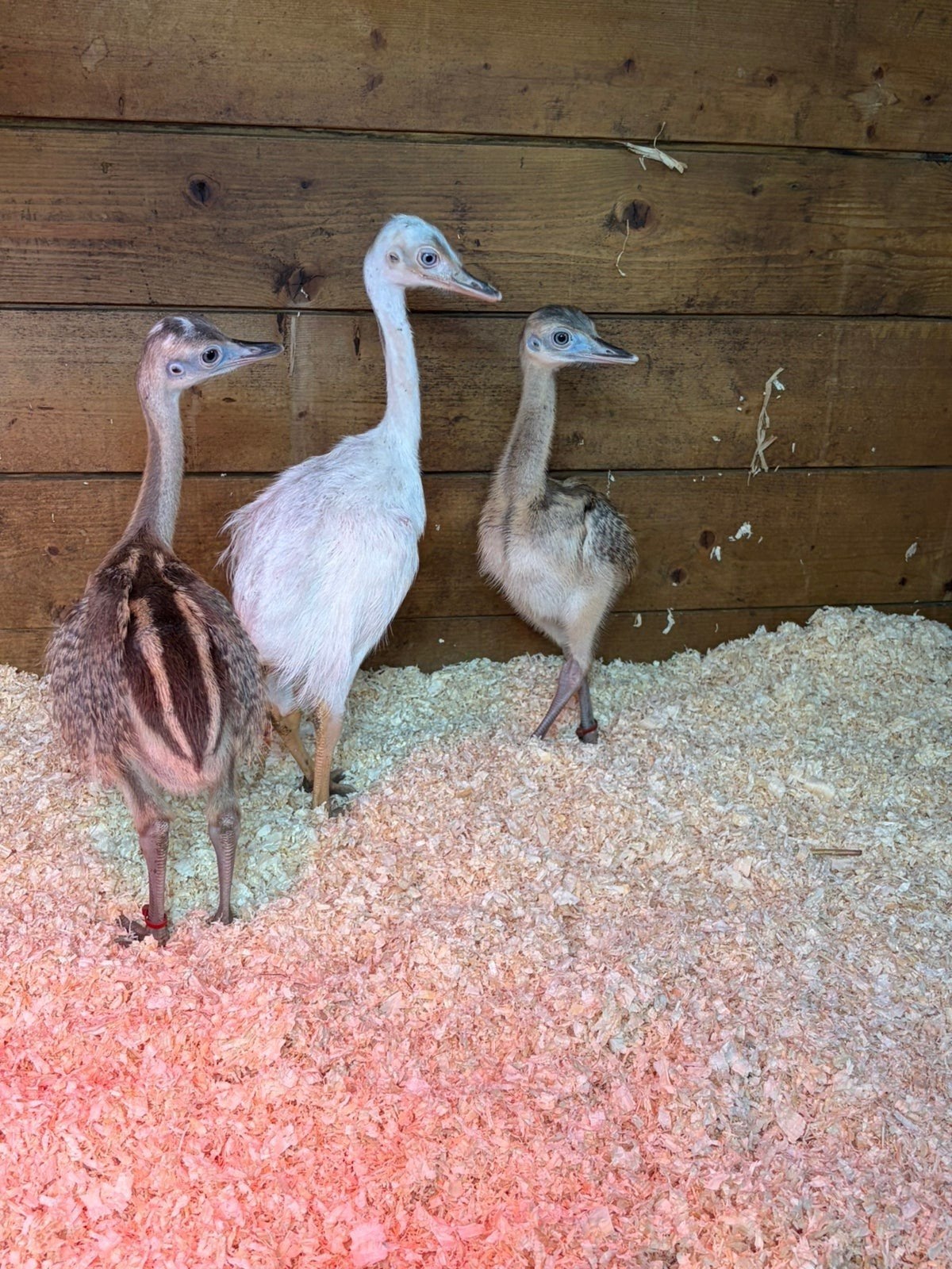 nandu, nandu, Plusieurs animaux, Autres espèces
