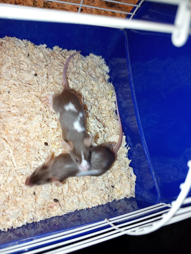 Kleurmuizen (V), Dieren en Toebehoren, April, Vrouwelijk, Muis