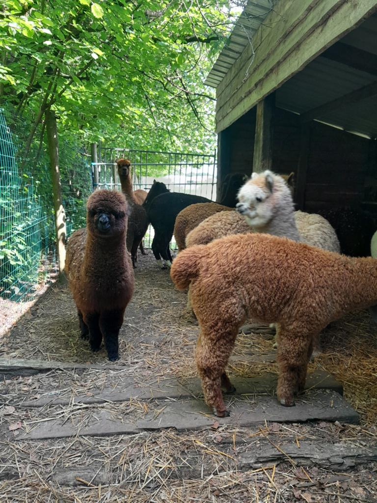 Prachtige alpaca veulens 3merrie's 1hengstje, Dieren en Toebehoren, Overige Dieren, Juli, Meerdere dieren