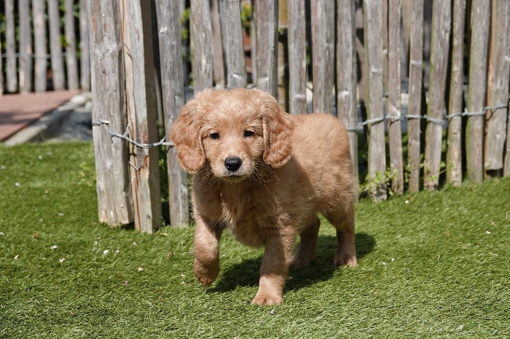 Medium Labradoodle pups (type labrador), met stamboom, Autres races, Plusieurs, Hépatite contagieuse (maladie de Rubarth), Belgique
