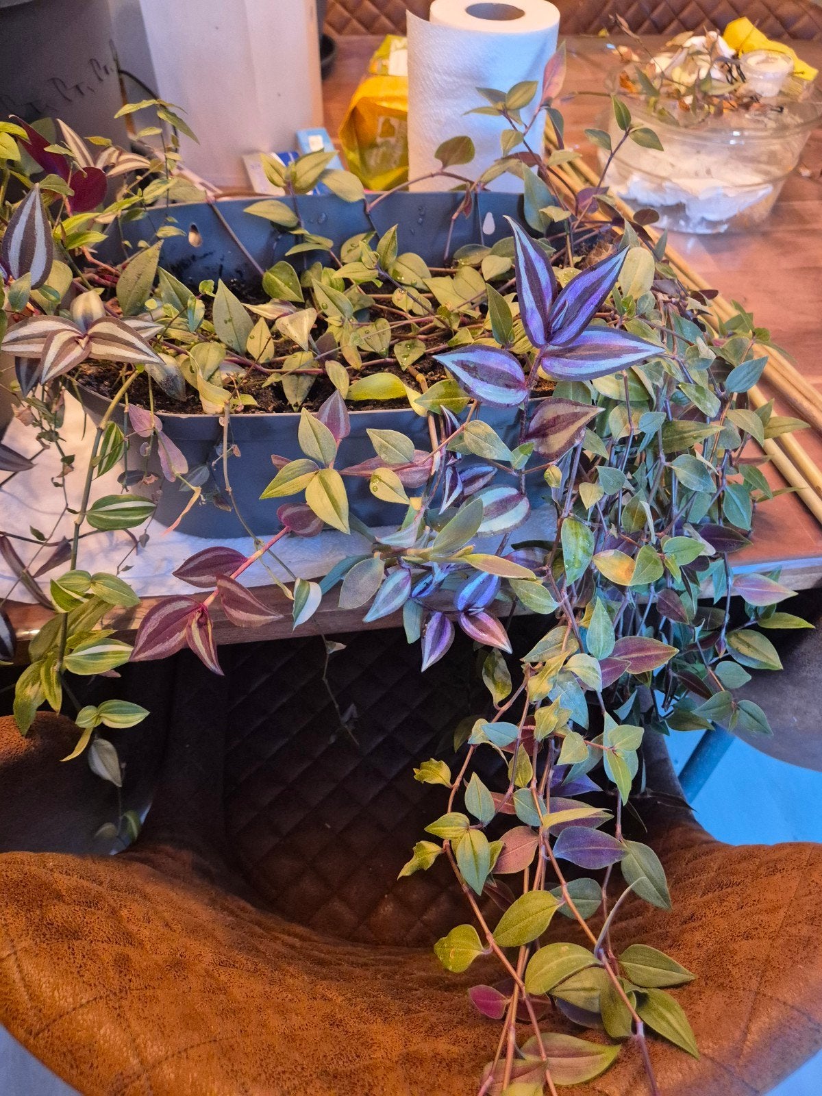 tradescantia, Ophalen