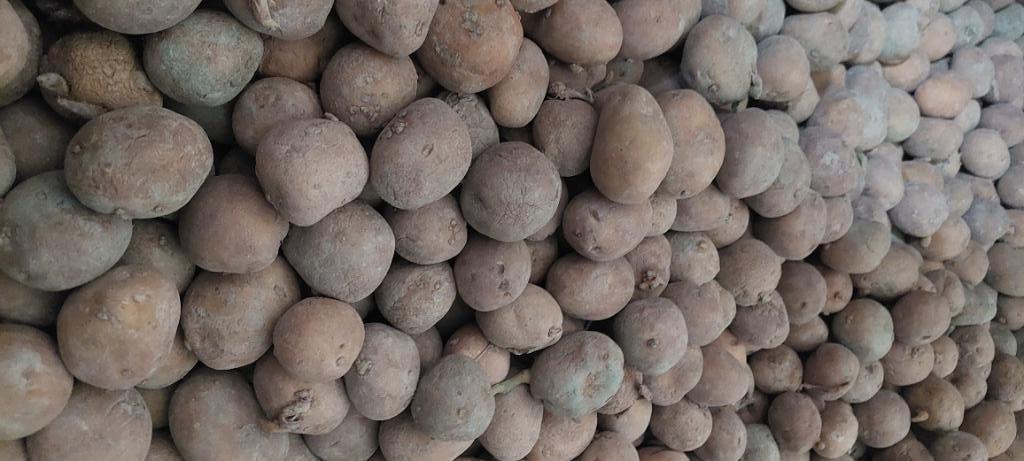 125 kilo sinora pootgoed, Ophalen