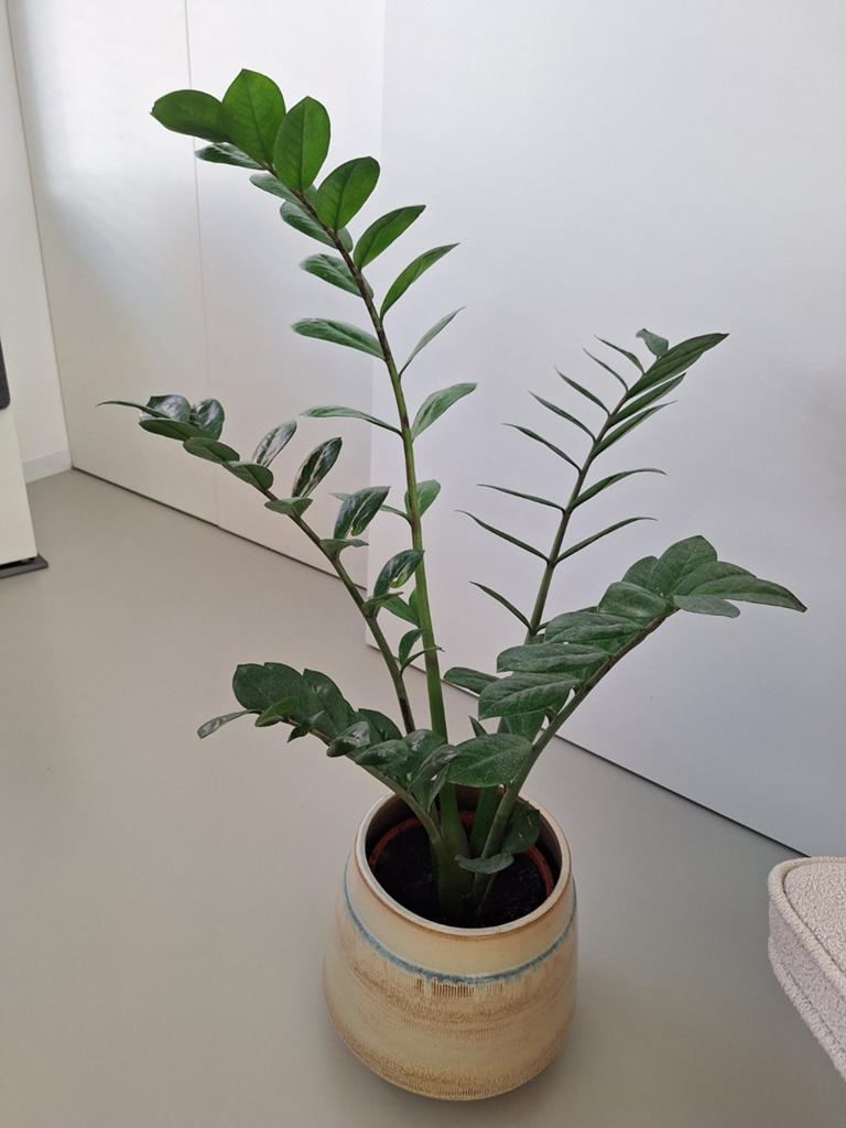 Zamioculcas

Kamerplant, Ophalen