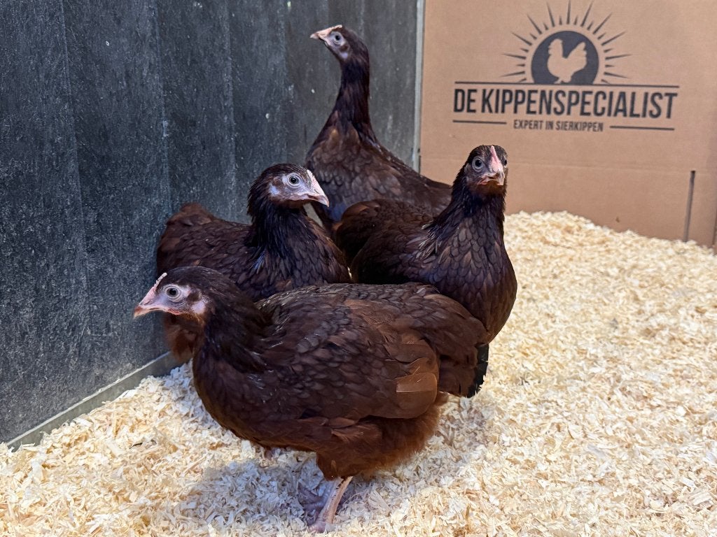 Jonge tamme Rhode Island Red kriel kippen gesekst en ingeënt, Femelle, Poule ou poulet