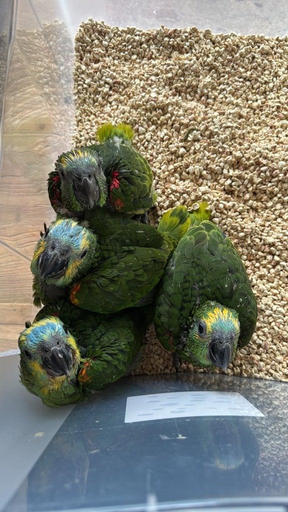 Blauwvoorhoofd amazone, Dieren en Toebehoren, Geslacht onbekend, Pratend