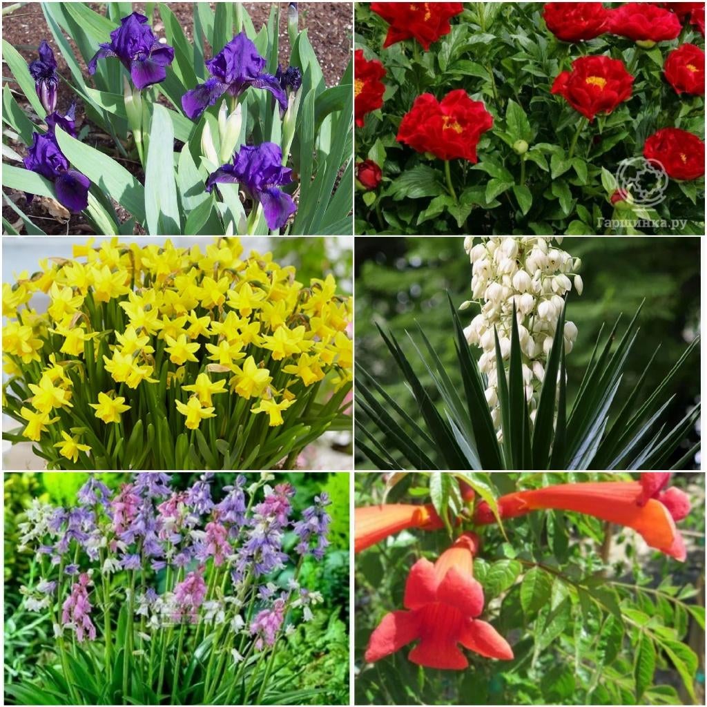 Vaste tuinplanten UITVERKOOP 1€ per één soort, Ophalen of Verzenden, Vaste plant
