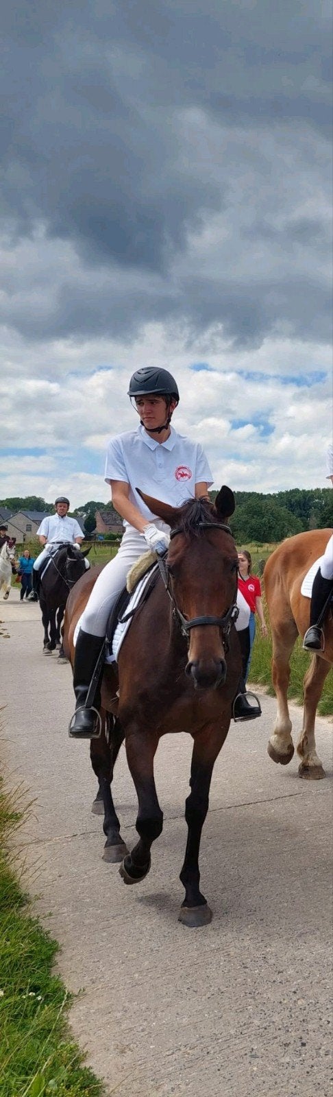beste allround merrie, B, Avec pedigree, 165 à 170 cm, Cheval de récréation