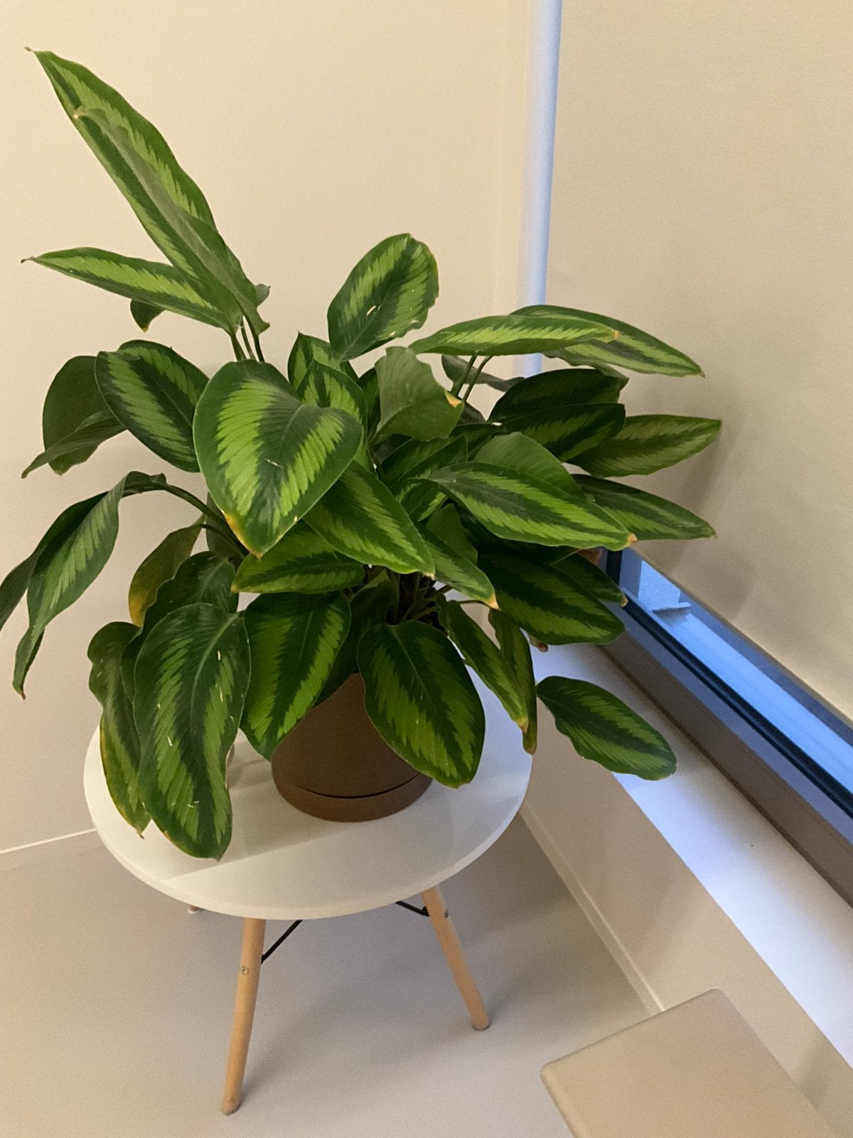 Kamerplant calathea beauty star, Groene kamerplant, Ophalen, Palm, Minder dan 100 cm