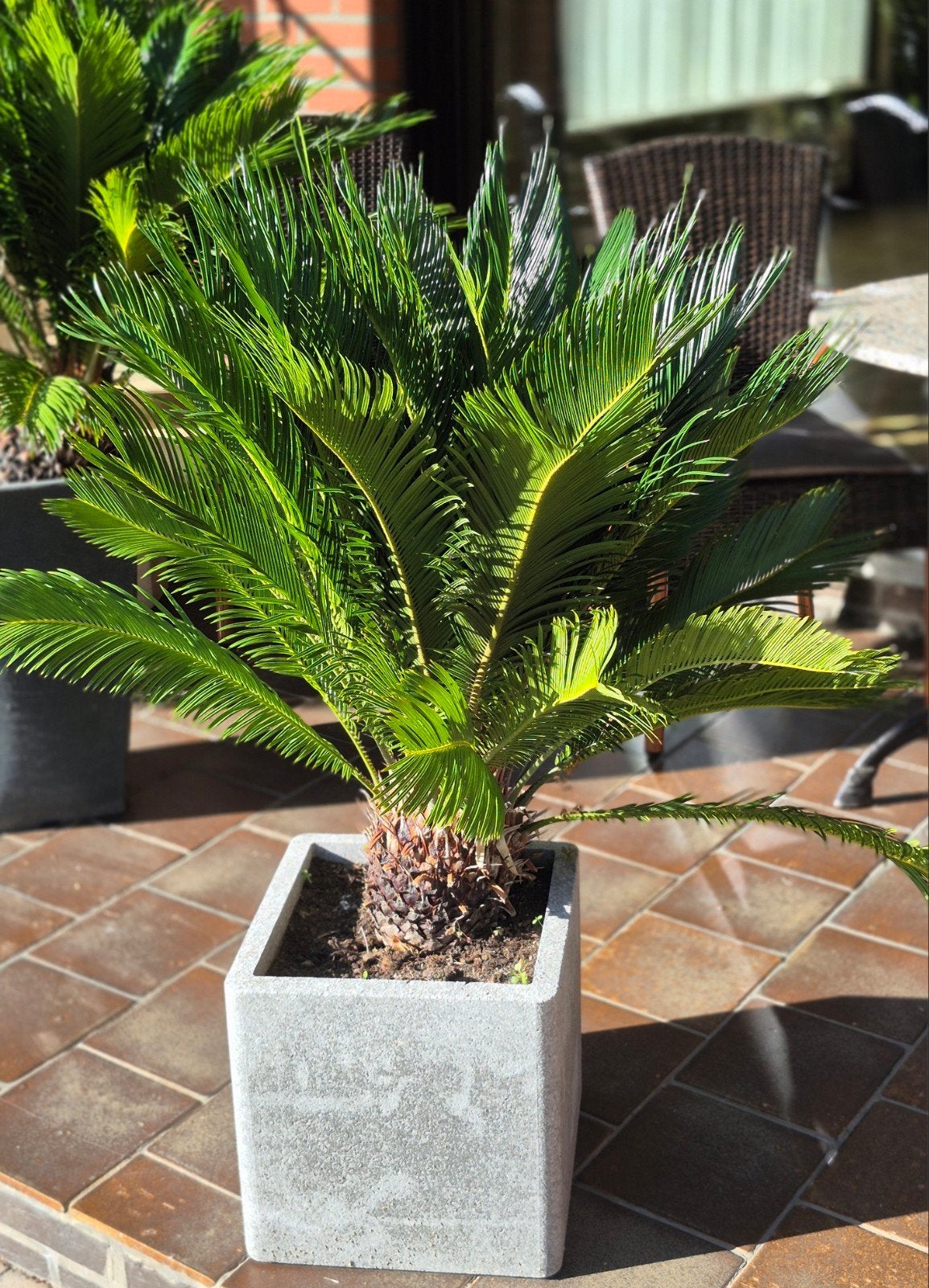 Cycas Revoluta 80cm, Volle zon, Vaste plant, Bloeit niet, Ophalen