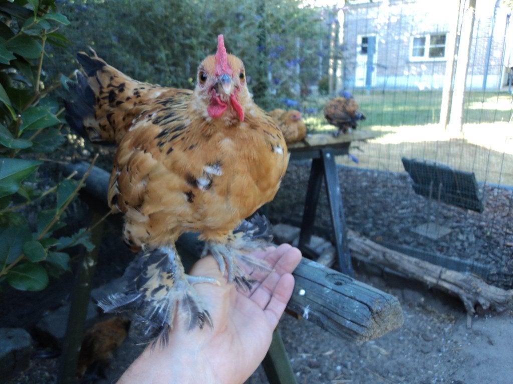 haantje sabelpootkriel  gratis, Mannelijk, Kip