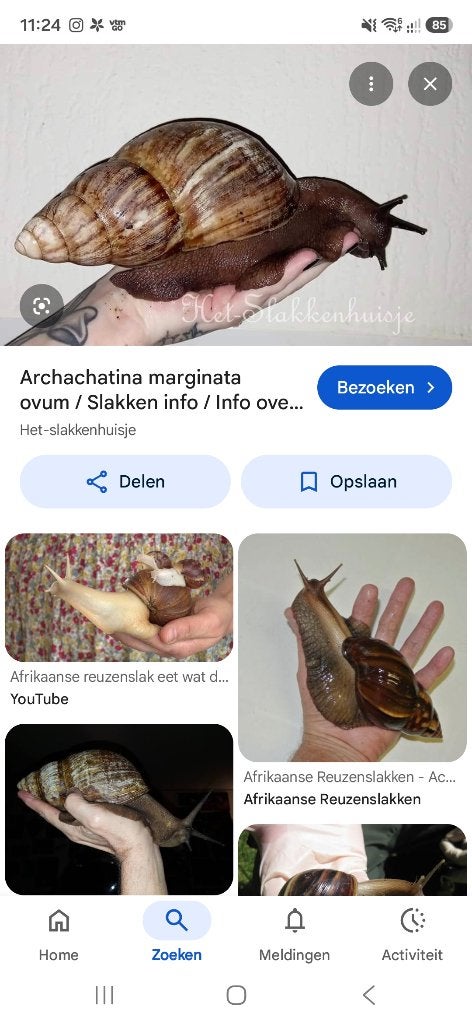 Reuzenslakken