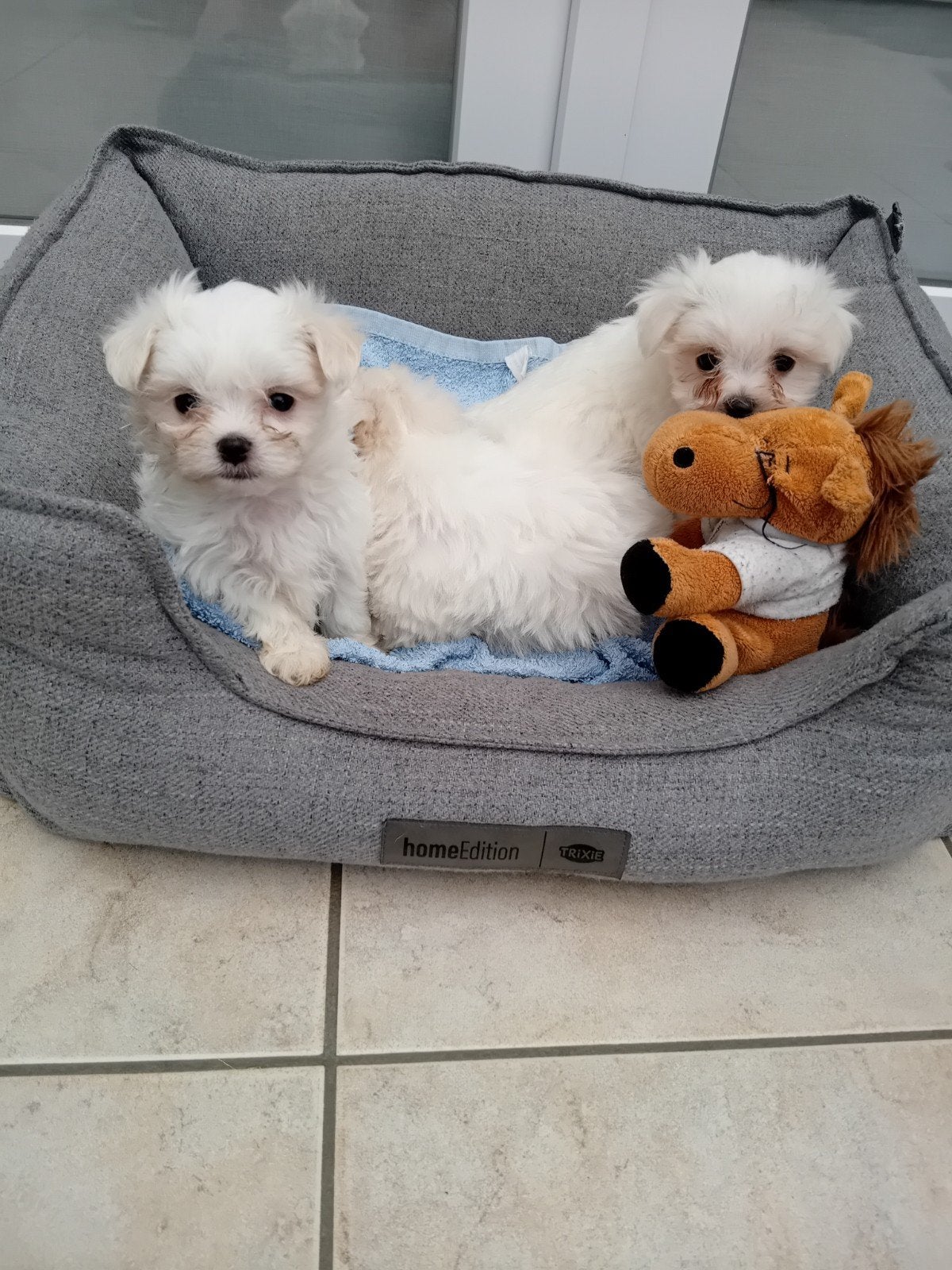 Prachtige mini maltezerpups, Dieren en Toebehoren, Parvo, België, Maltezer, Fokker | Hobbymatig