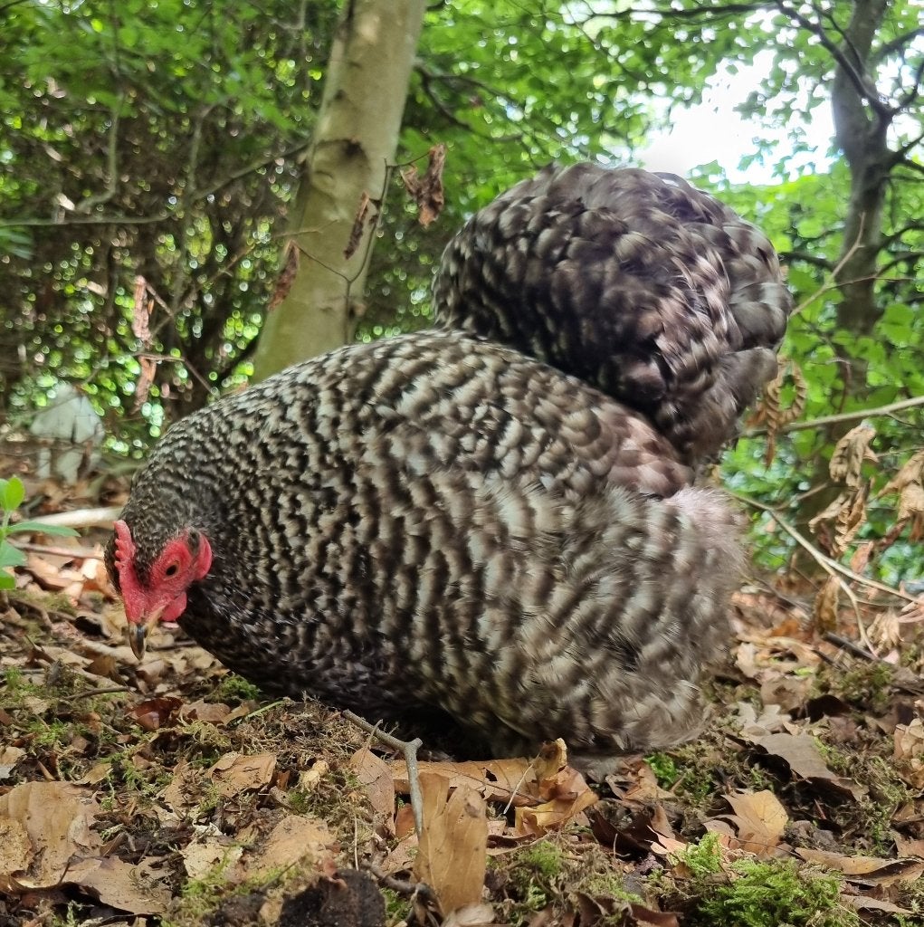 Le beau Cochin les a baisés, Animaux & Accessoires, Volatiles, Poule ou poulet, Femelle