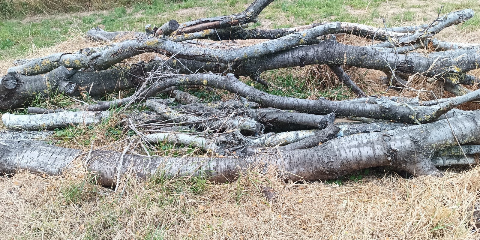 bois de chauffage, bûches, cerisier, frêne,..., Enlèvement, Troncs d'arbres