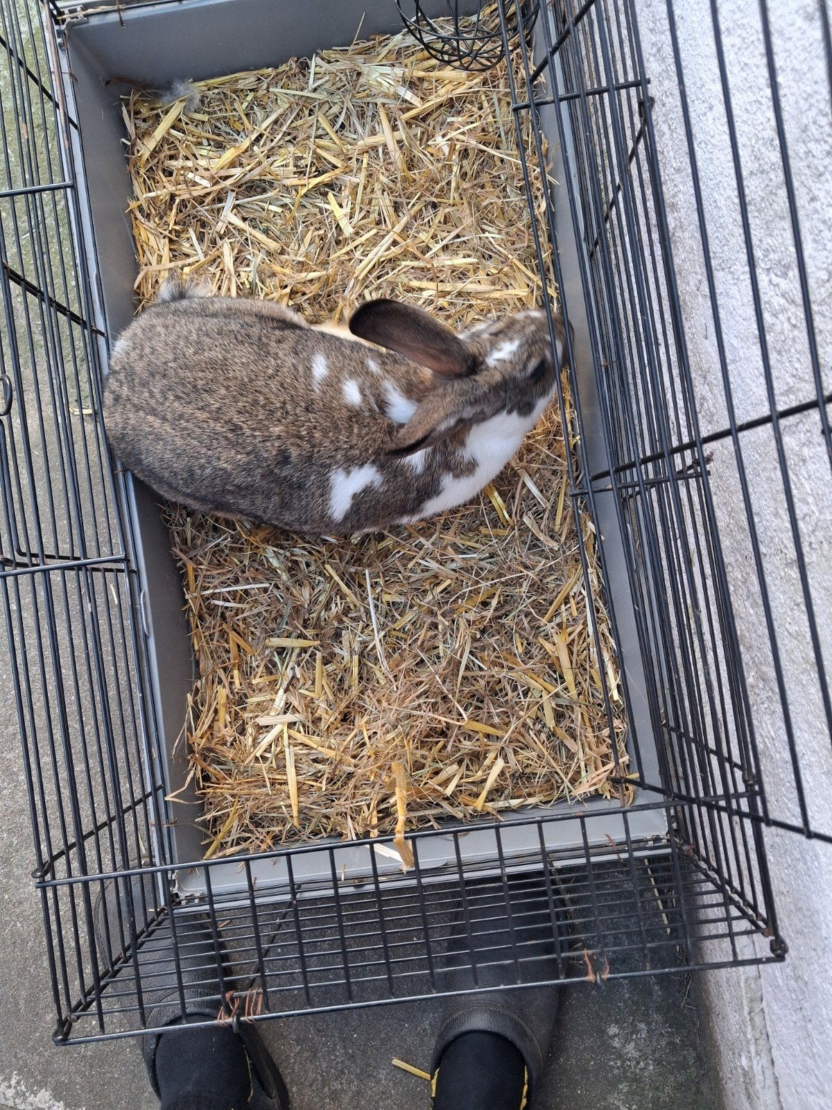 Voedster elf maanden een nestje gehad van acht stuks 15 €, Dieren en Toebehoren, Konijnen