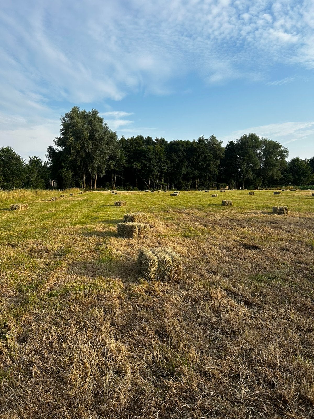 Kleine pakjes hooi, onbemest, vrij van Jacobskruiskruid, Dieren en Toebehoren, Ophalen