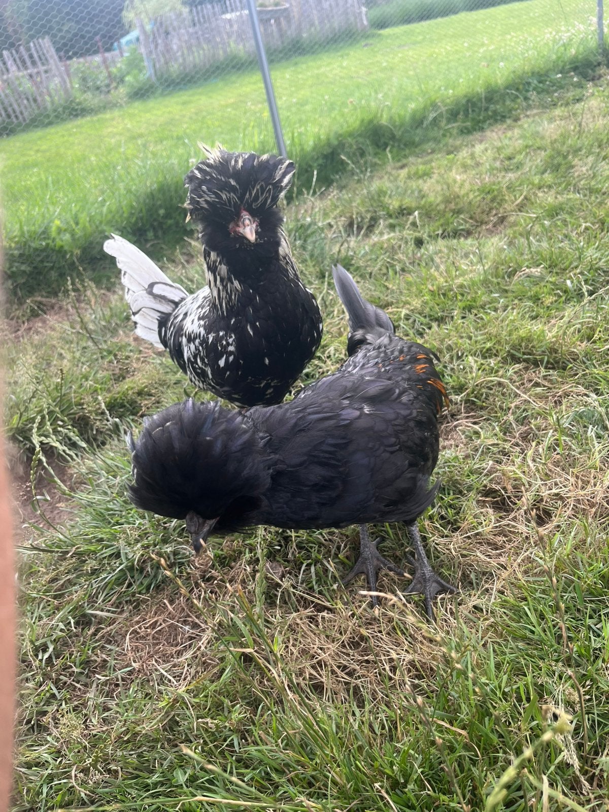 5 padua hanen, Dieren en Toebehoren, Mannelijk, Kip
