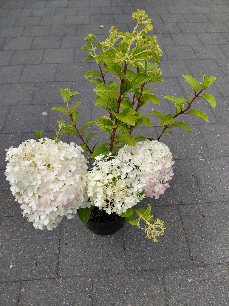 Hydrangea Bobo, Enlèvement