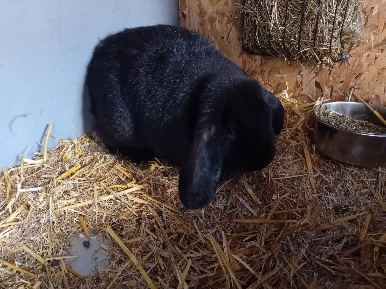 Ervaren dekram,  geeft grote nesten, Dieren en Toebehoren, Konijnen, Groot, Mannelijk, 0 tot 2 jaar, Hangoor