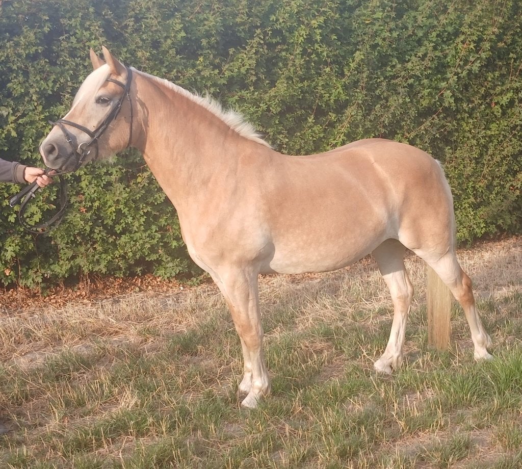 Haflinger, Dieren en Toebehoren, Merrie, Minder dan 160 cm, 3 tot 6 jaar, Recreatiepaard