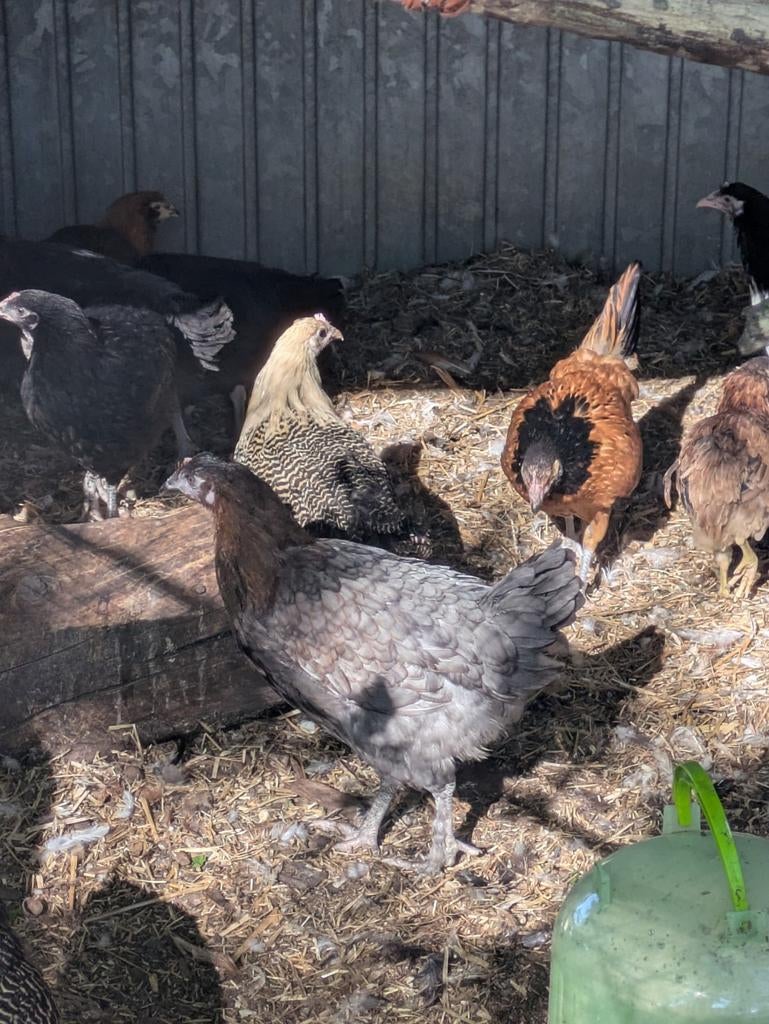 Marans, Dieren en Toebehoren, Pluimvee