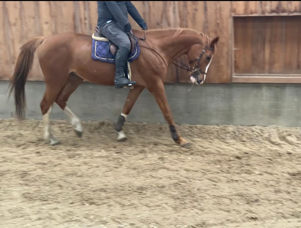 Recreatiepaard te koop, Dieren en Toebehoren, 11 jaar of ouder, Merrie, Gechipt, Recreatiepaard