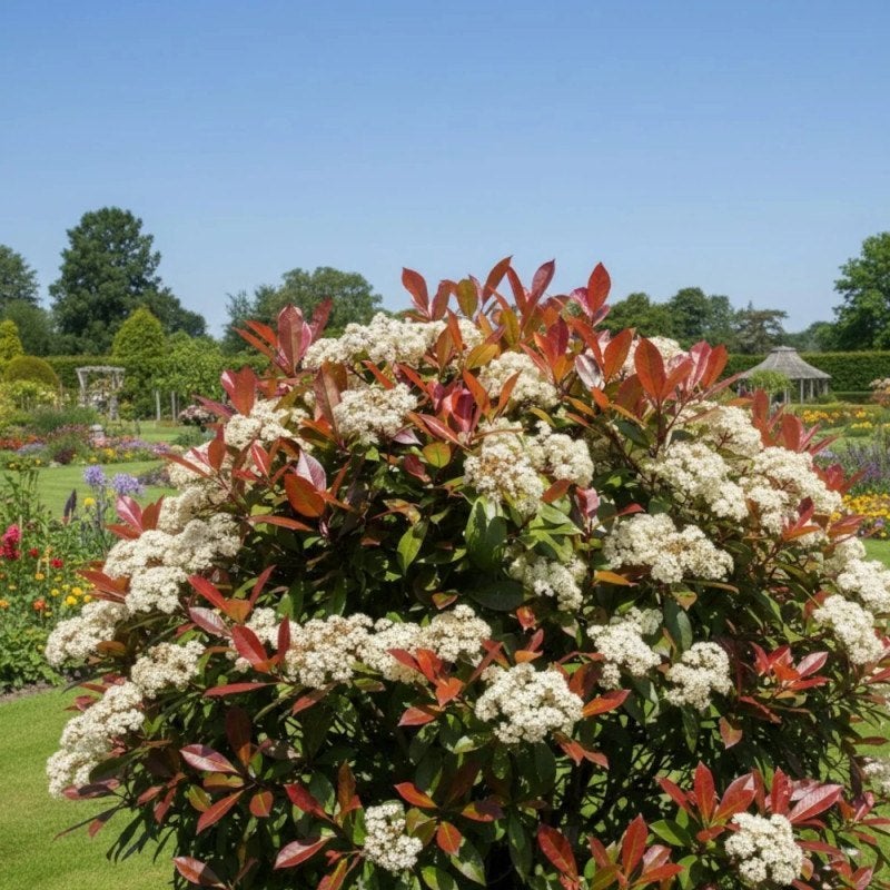 Grand Photinia Serratifolia mature (15 ans) – 2m x 2m, Autres espèces, Annuelle, Printemps, Plein soleil