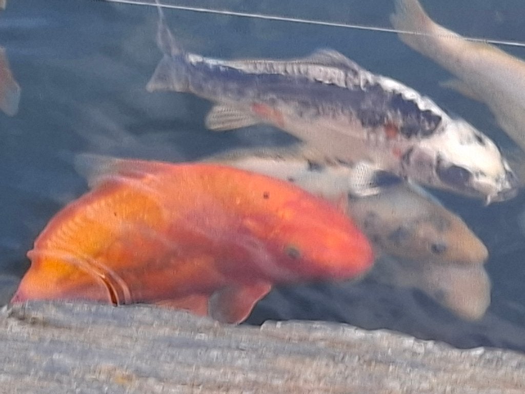 japanse koi's, Karper of Koi