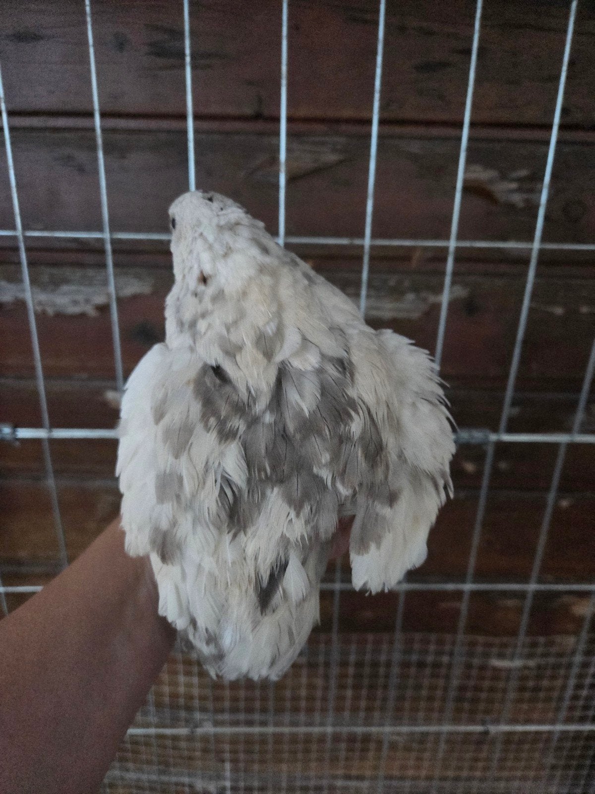 Japanse celadon kwartels: 4 hennen + 2 gratis, Dieren en Toebehoren, Pluimvee