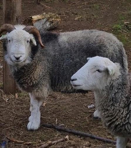 Herdwick schapen, Plusieurs animaux, Mouton