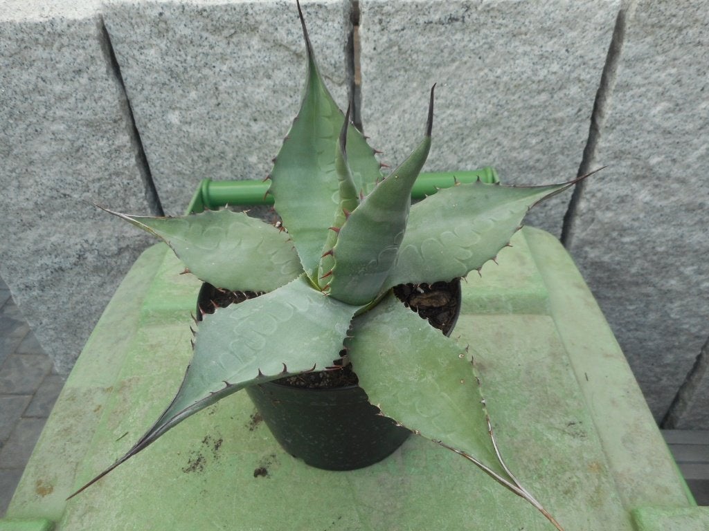 Planten, Ophalen of Verzenden, Vaste plant, Overige soorten, Volle zon