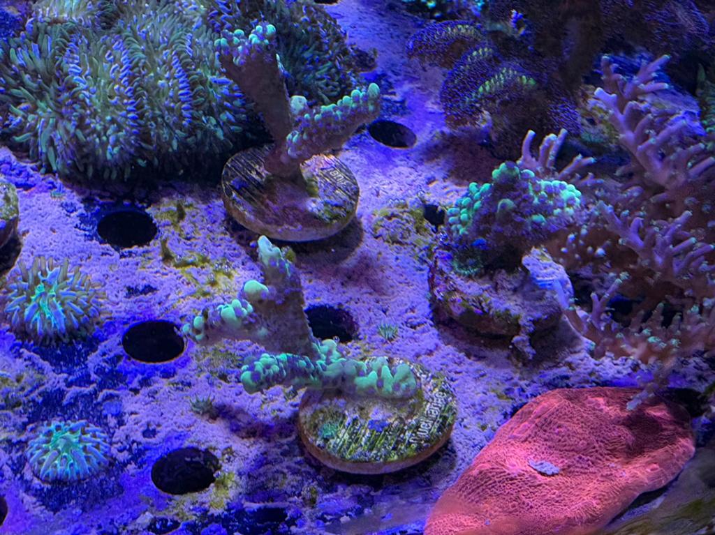 Montipora appleberry, Dieren en Toebehoren, Vissen | Aquariumvissen, Overige typen, Zoutwatervis